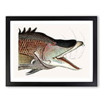 Great Hog Fish By Mark Catesby Vintage Framed Wall Art Print, Ready to Hang Picture for Living Room Bedroom Home Office Décor, Black A4 (34 x 25 cm)