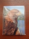 Golden Eagle notebook Golden Eagles Notebooks A6 lined Notepad Bird Of Prey Bird