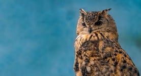 Beautiful eagle owl on blue background with copy space