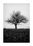 Storefactory Poster Bleak Tree 50x70