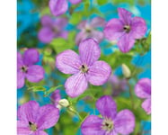 Klematis OMNIA GARDEN Clematis 'SoMany Lavender Flowers' 5-pack