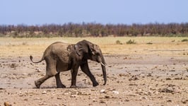 African bush elephant in Kruger National park South Africa  Specie Loxodonta africana family of Elephantidae