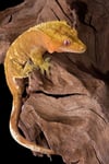 Crested gecko climbing