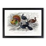 Big Box Art Wild Turkey & Curassow Birds by Oliver Goldsmith Framed Wall Art Picture Print Ready to Hang, Black A2 (62 x 45 cm)