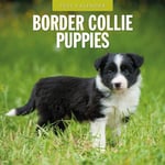 Border Collie Puppies 2025 Square Wall Calendar