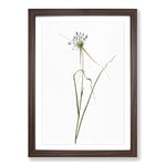 Big Box Art Keeled Garlic Flowers by Pierre-Joseph Redoute Framed Wall Art Picture Print Ready to Hang, Walnut A2 (62 x 45 cm)