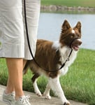 PetSafe Easy Walk Headcollar - S (Upp till 11 kg)