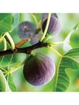 You Garden Hardy Fig Brown Turkey Plant 2L Pot