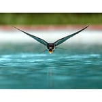 Artery8 Sanchezn Swallow Bird Drinking Swimming Pool Photo Premium Wall Art Canvas Print 18X24 Inch