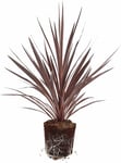 Cordyline lat. Cordyline australis 'Red Star' 90-100cm