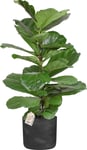 Ficus Lyrata, inkl. sort raw potte, 2 stk