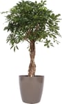 Schefflera Compacta, inkl. beige potte, 1 stk