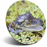 Awesome Fridge Magnet - Baby Alligator Swamp Wild Fun Cool Gift #2324