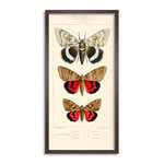 Biodiversity Nocturnes Big Moths Long Framed Art Print Wall Poster 25x12 inch