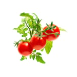 Click & Grow Smart Garden Refill 3-pack - Mini Tomato (SGR5X3)