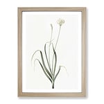 Hairy Garlic Flowers By Pierre Joseph Redoute Vintage Framed Wall Art Print, Ready to Hang Picture for Living Room Bedroom Home Office Décor, Oak A4 (34 x 25 cm)