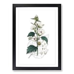 Big Box Art Marsh Mallow Flowers Illustration Framed Wall Art Picture Print Ready to Hang, Black A2 (62 x 45 cm)