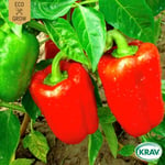 Fröer Eco Grow Paprika California Wonder Eko