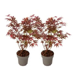 Japansk lönn - Set om 2 - Acer palmatum Atropurpureum - Höjd 35-55cm - ⌀15cm