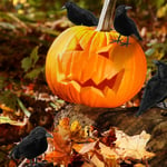 Black Feather Crows Model 6pcs Handcrafted Halloween Prop For Indoor Outdoor