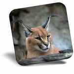 Awesome Fridge Magnet - Caracal African Lynx Cat Cool Gift #3171