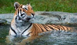 The tiger Panthera tigris is the largest cat species It is the third largest land carnivore behind only the polar bear and the brown bear