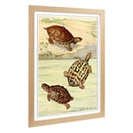 Big Box Art Framed Print of Vintage Fleischmann. Josef Indian Turtles Design | Wall Art Picture | Home Decor for Kitchen, Living Room, Bedroom, Hallway, Oak, A2 / 24.5x18 Inch / 62x45cm