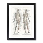 Human Anatomy In German Vintage Framed Wall Art Print, Ready to Hang Picture for Living Room Bedroom Home Office Décor, Black A2 (64 x 46 cm)