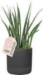 Sansevieria Fernwood, inkl. sort raw potte, 6 stk