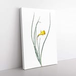 Big Box Art Daffodil by Pierre-Joseph Redoute Canvas Wall Art Print Ready to Hang Picture, 76 x 50 cm (30 x 20 Inch), White, Grey