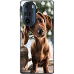 Motorola Edge 30 Pro Gjennomsiktig Telefondeksel Ung Hund