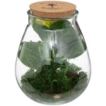 Terrarium Bota verre H29,5cm Atmosphera Créateur D'intérieur