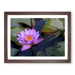 Pink Purple Flower Lotus No.1 Modern Framed Wall Art Print, Ready to Hang Picture for Living Room Bedroom Home Office Décor, Walnut A4 (34 x 25 cm)