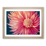 Super Chrysanthemum Flower H1022 BLK Framed Print for Living Room Bedroom Home Office Décor, Wall Art Picture Ready to Hang, Oak A3 Frame (46 x 34 cm)