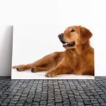 Big Box Art Canvas Print Wall Art Golden Retriever Dog (2) | Mounted and Stretched Box Frame Picture | Home Decor for Kitchen, Living, Dining Room, Bedroom, Hallway, Multi-Colour, 24x16 Inch