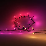 Philips Hue Hue White and colour ambience Festavia string lights