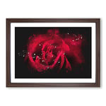 Big Box Art Drops Upon a Red Rose Paint Splash Framed Wall Art Picture Print Ready to Hang, Walnut A2 (62 x 45 cm)