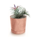 Botle Pot De Fleur Rond Terre Cuite Marron Plastique Beton Effect Cache Pot 23,1 Cm Decoratif Bac A Plantes Avec Soucoupe Fleurs