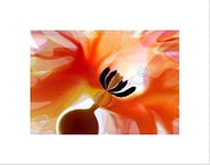 Wee Blue Coo TULIP ABSTRACT RED ORANGE MACRO BLACK FRAME FRAMED ART PRINT PICTURE B12X9309