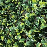 Tenax Divy 3D Plus Laurus 1,50x 3m Vert, Haie Artificielle en Feuilles de Laurier, Brise-vue Balcons et Jardins