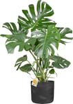 Monstera Deliciosa, inkl. sort raw potte, 2 stk