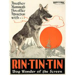 Wee Blue Coo Movie Film Rin Tin Dog Wonder Alsatian Screen Animal Art Print Poster Wall Decor 12X16 Inch