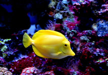 The yellow tangZebrasoma flavescensis a saltwater fish of the family AcanthuridaeIt is one of  popular aquarium fishYellow tangs can be bred and raised commercially but are mostly harvested wild