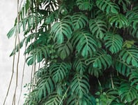 Livingwalls WTD 382411 Papier peint photo intissé Motif feuilles de palmier Vert/gris 3,71 x 2,80 m