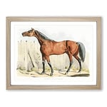 Dark Brown Horse By Henry Alken Vintage Framed Wall Art Print, Ready to Hang Picture for Living Room Bedroom Home Office Décor, Oak A2 (64 x 46 cm)