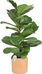 Ficus Lyrata, inkl. terracotta potte, 2 stk