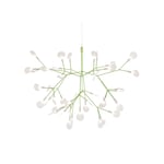 Heracleum III Small - Green