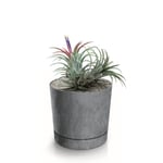 Botle Pot De Fleur Rond Gris Plastique Beton Effect Cache Pot 12,8 Cm Decoratif Bac A Plantes Avec Soucoupe Fleurs