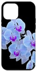 Coque pour iPhone 12 mini Magnifique orchidée bleue Phalaenopsis en forme de mania