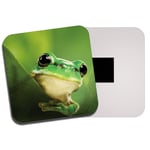 Green Tree Frog Fridge Magnet - Cute Jungle Tropical Wild Wildlife Gift #8229